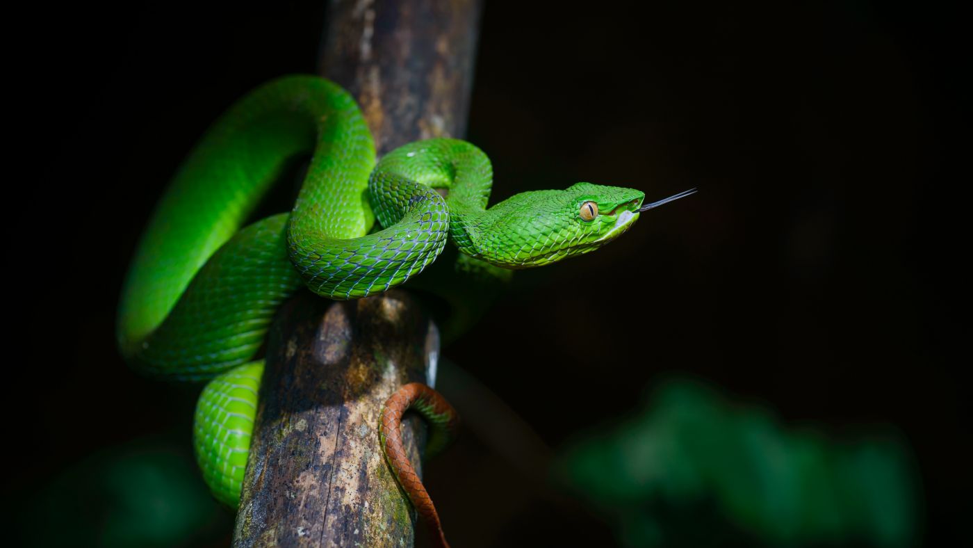 动物 毒蛇 好的 - Pixabay上的免费照片 - Pixabay