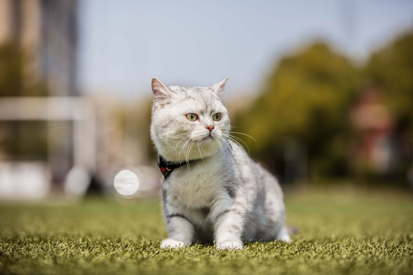 高清晰肥胖的土耳其安哥拉猫图片