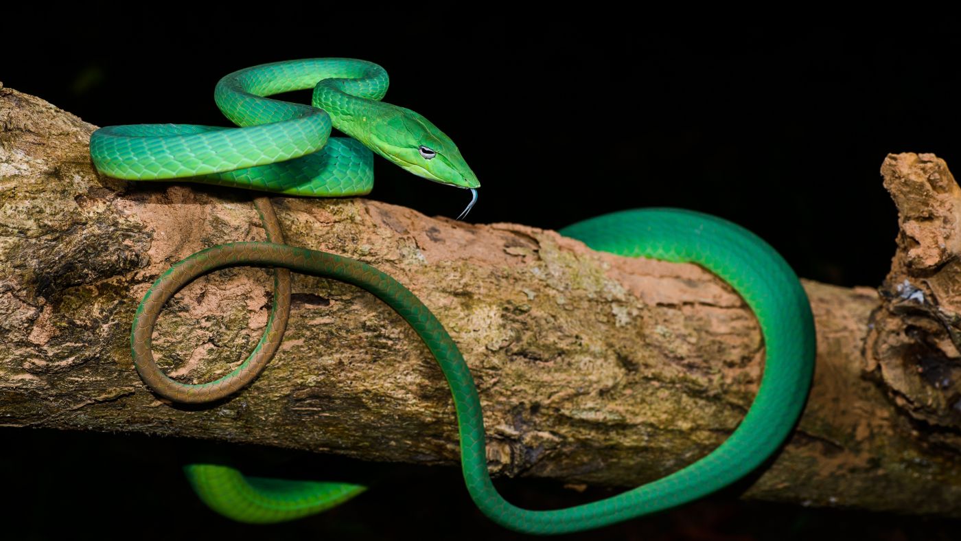 绿蛇的眼睛图片下载 - 觅知网