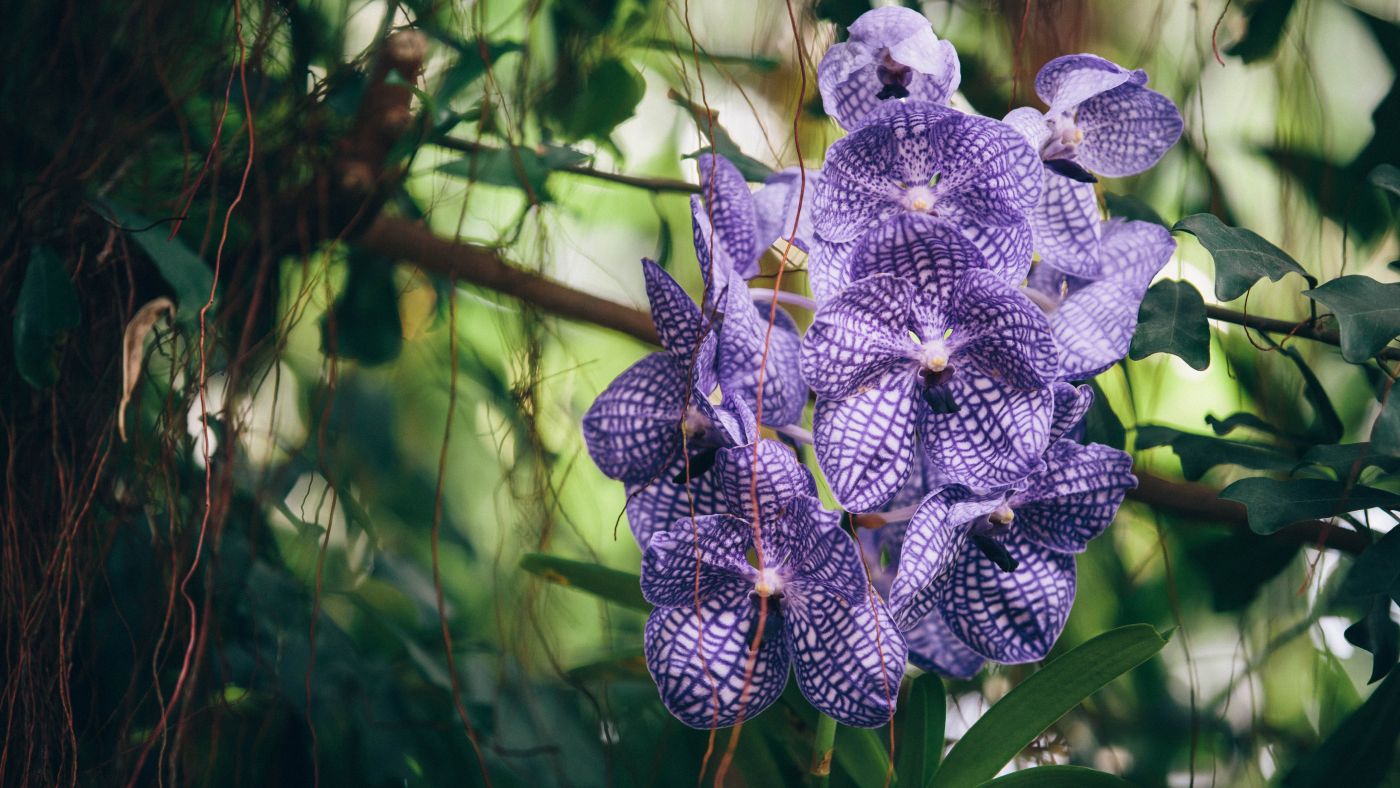 高清晰紫色万代兰花瓣壁纸图片