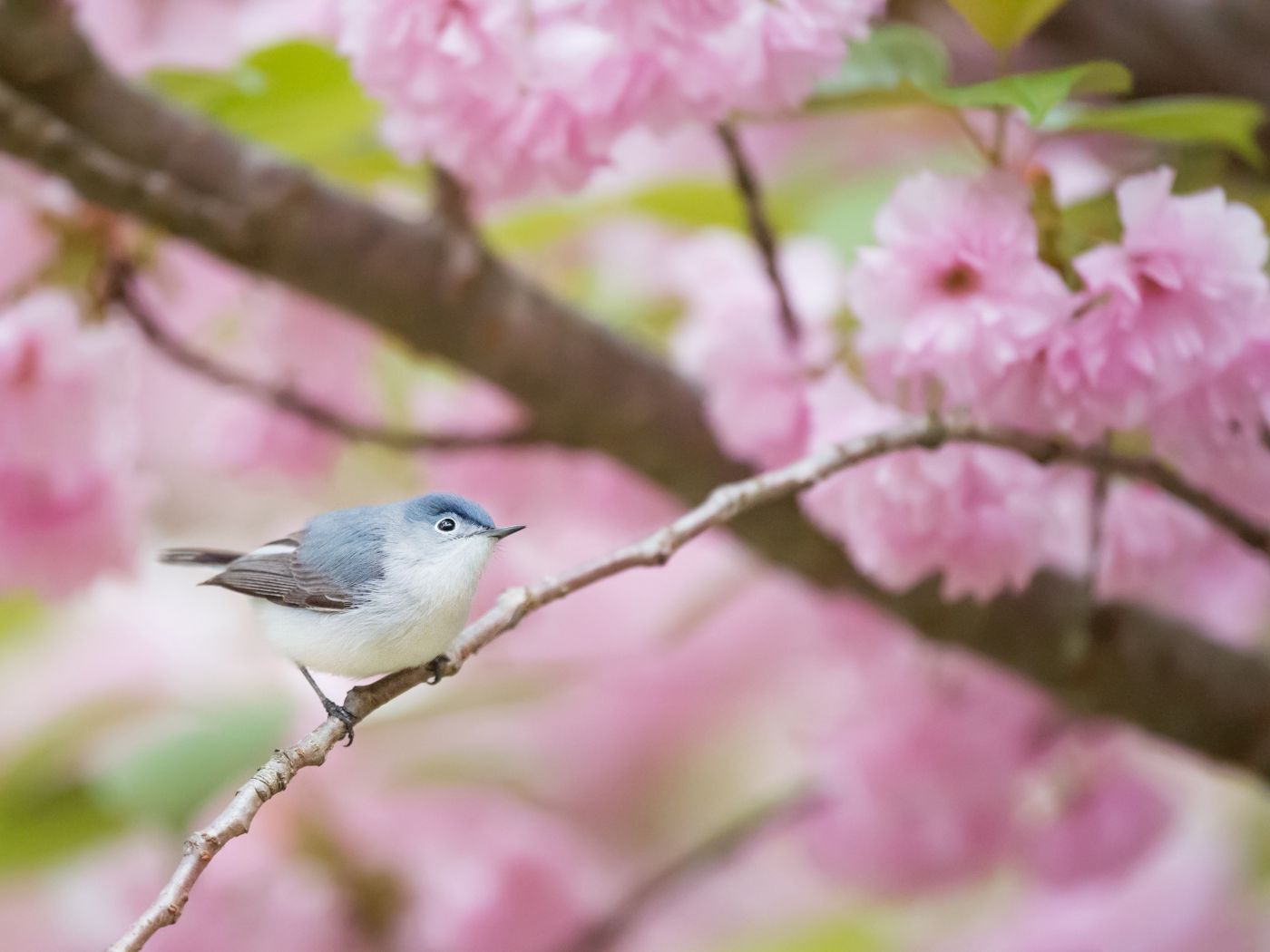 高清晰粉红花瓣的画眉鸟壁纸图片