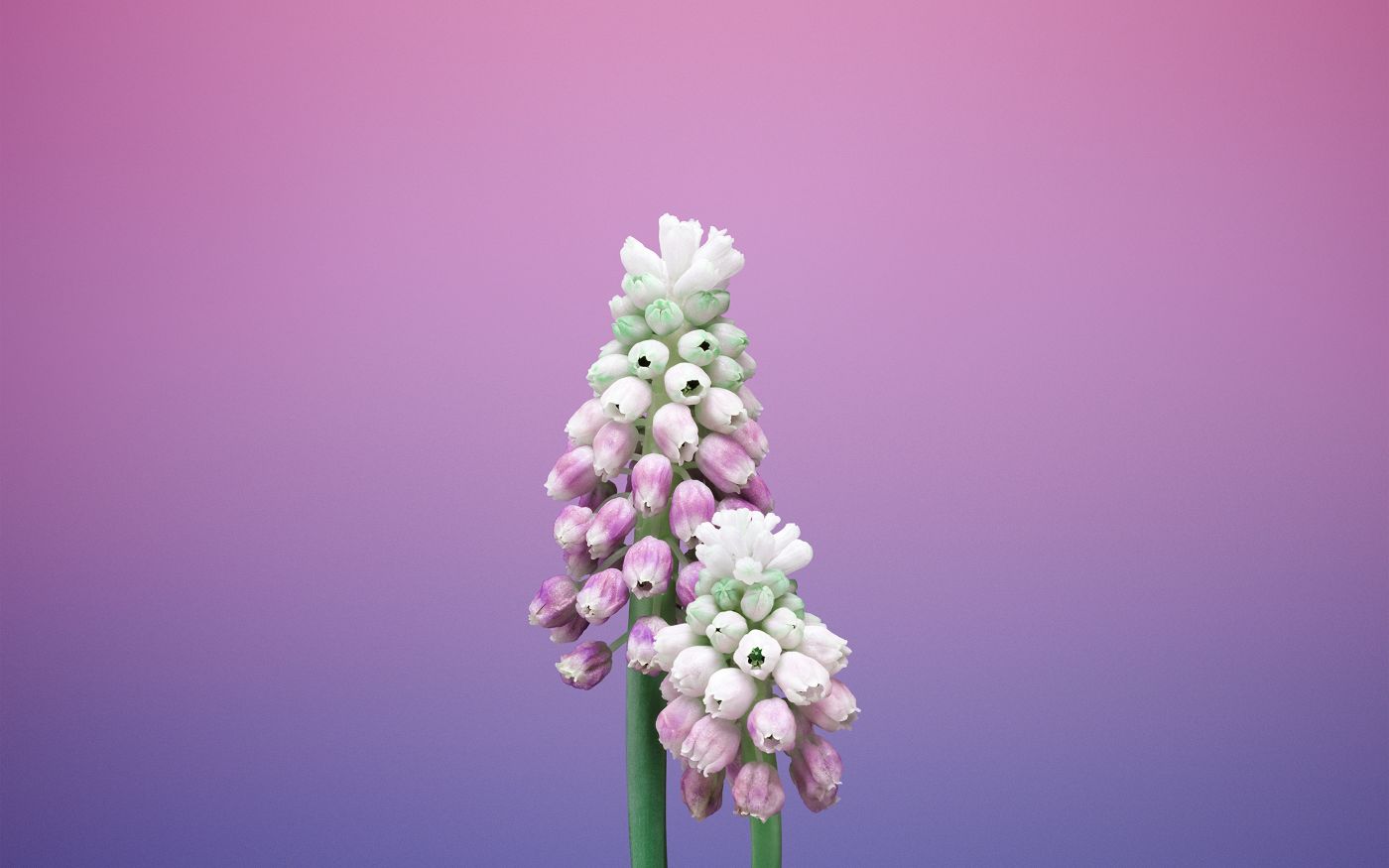 高清晰漂亮的葡萄风信子壁纸