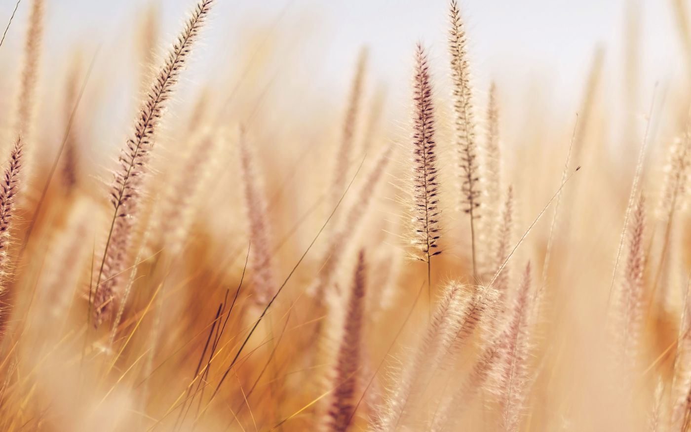高清晰金色狗尾草写真壁纸图片