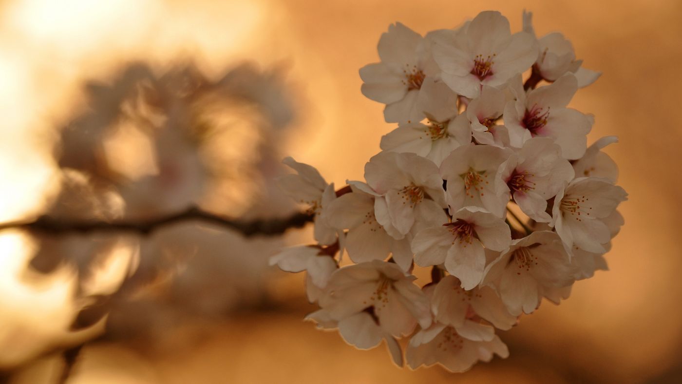 高清晰梅花写真壁纸图片