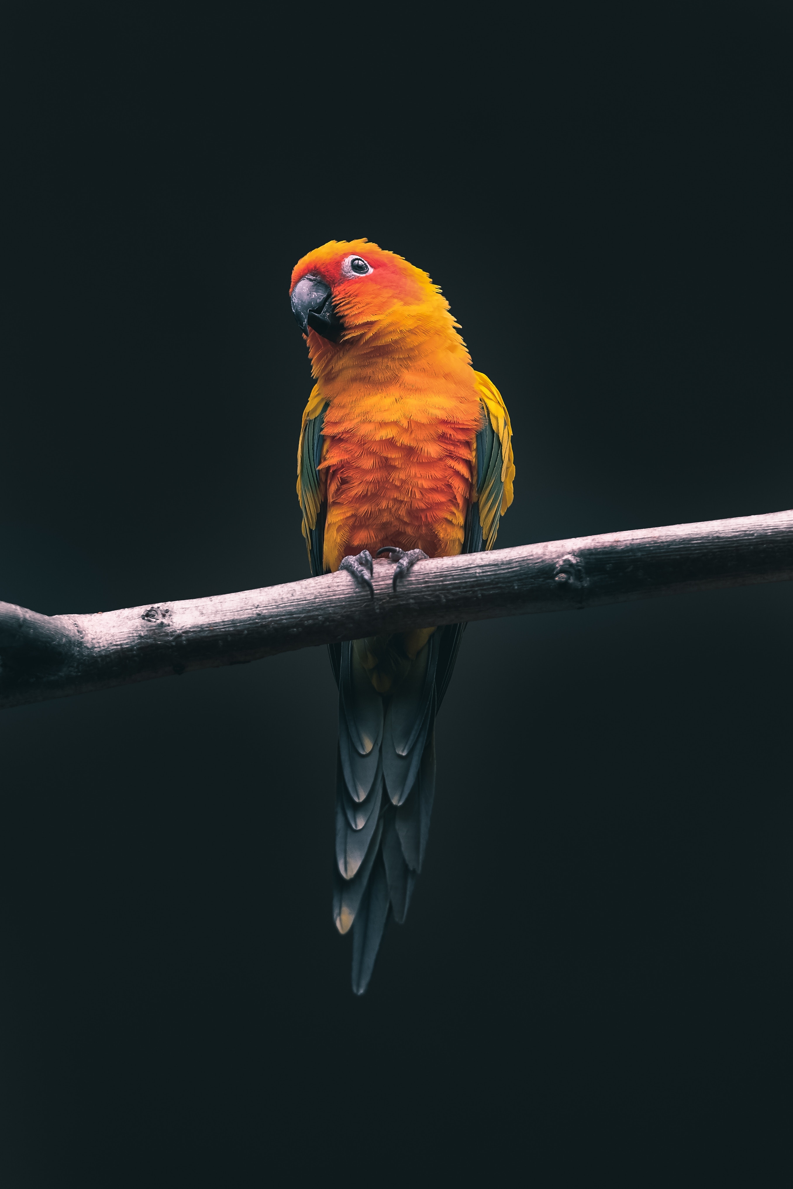 漂亮可爱的鹦鹉手机壁纸_动物图片_素材吧