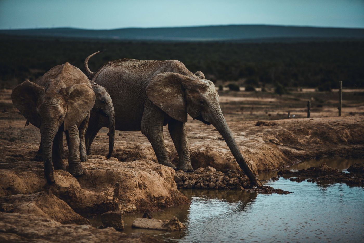 在河中饮水的大象小象44559_动物合集_动物类_图库壁纸_68Design