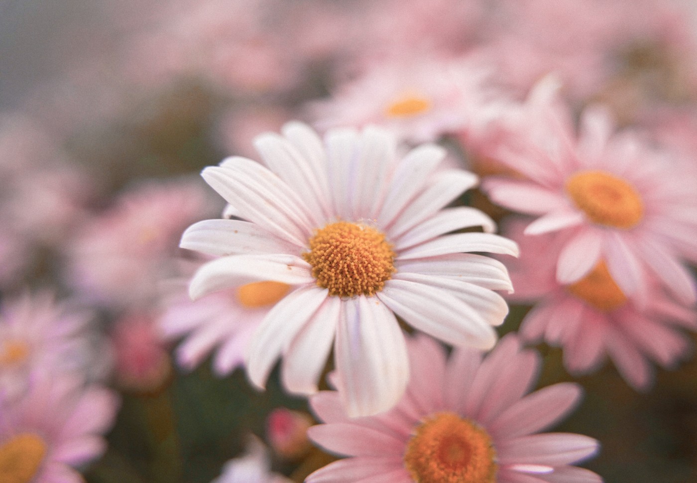 粉红色木茼蒿花瓣图片