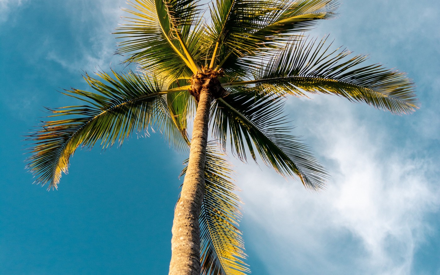 蓝天白云椰子树摄影图高清摄影大图-千库网