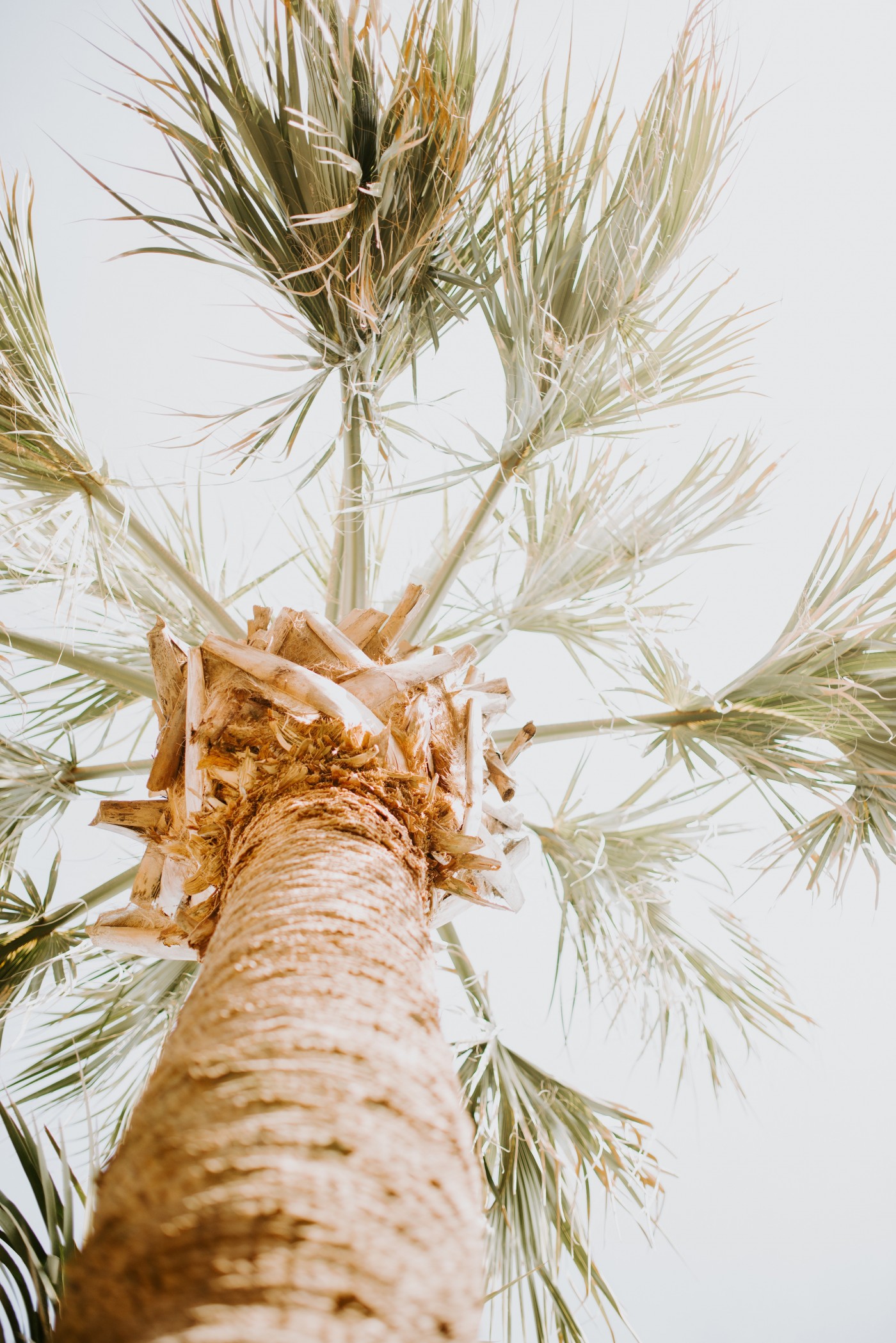 仰拍的棕榈树图片