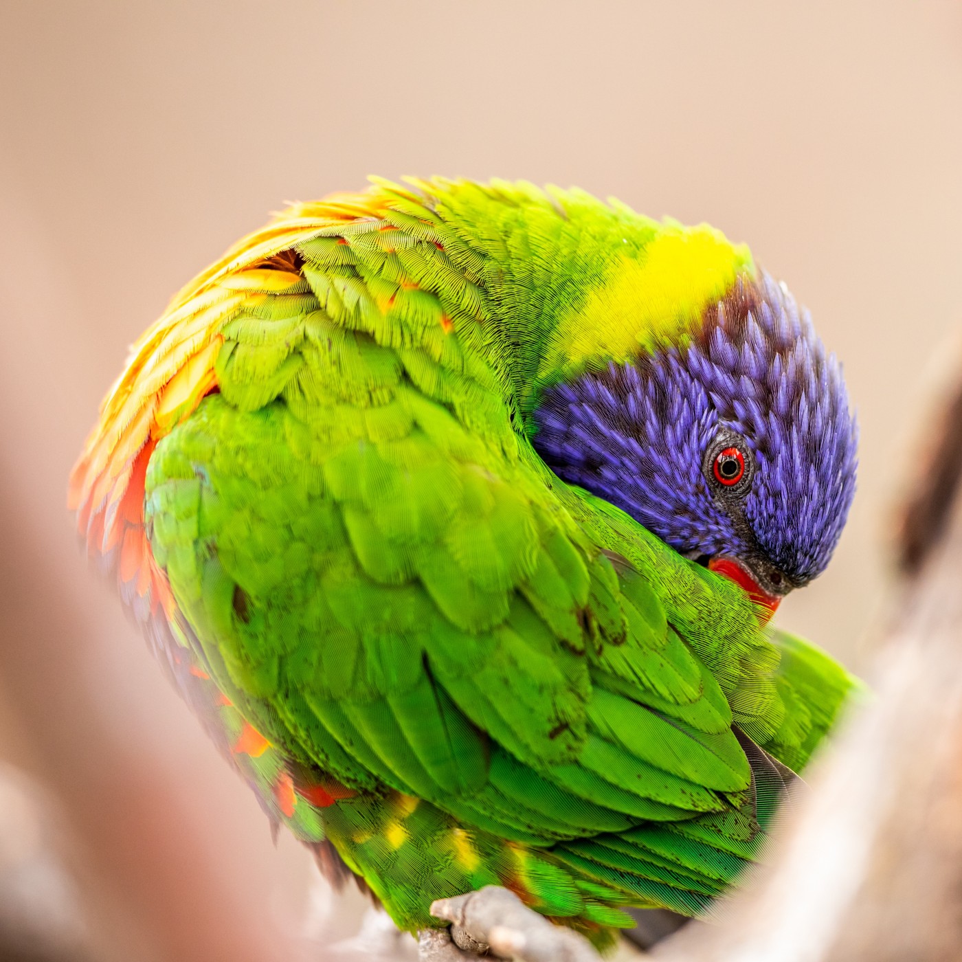 鸟 羽毛 动物 - Pixabay上的免费照片 - Pixabay