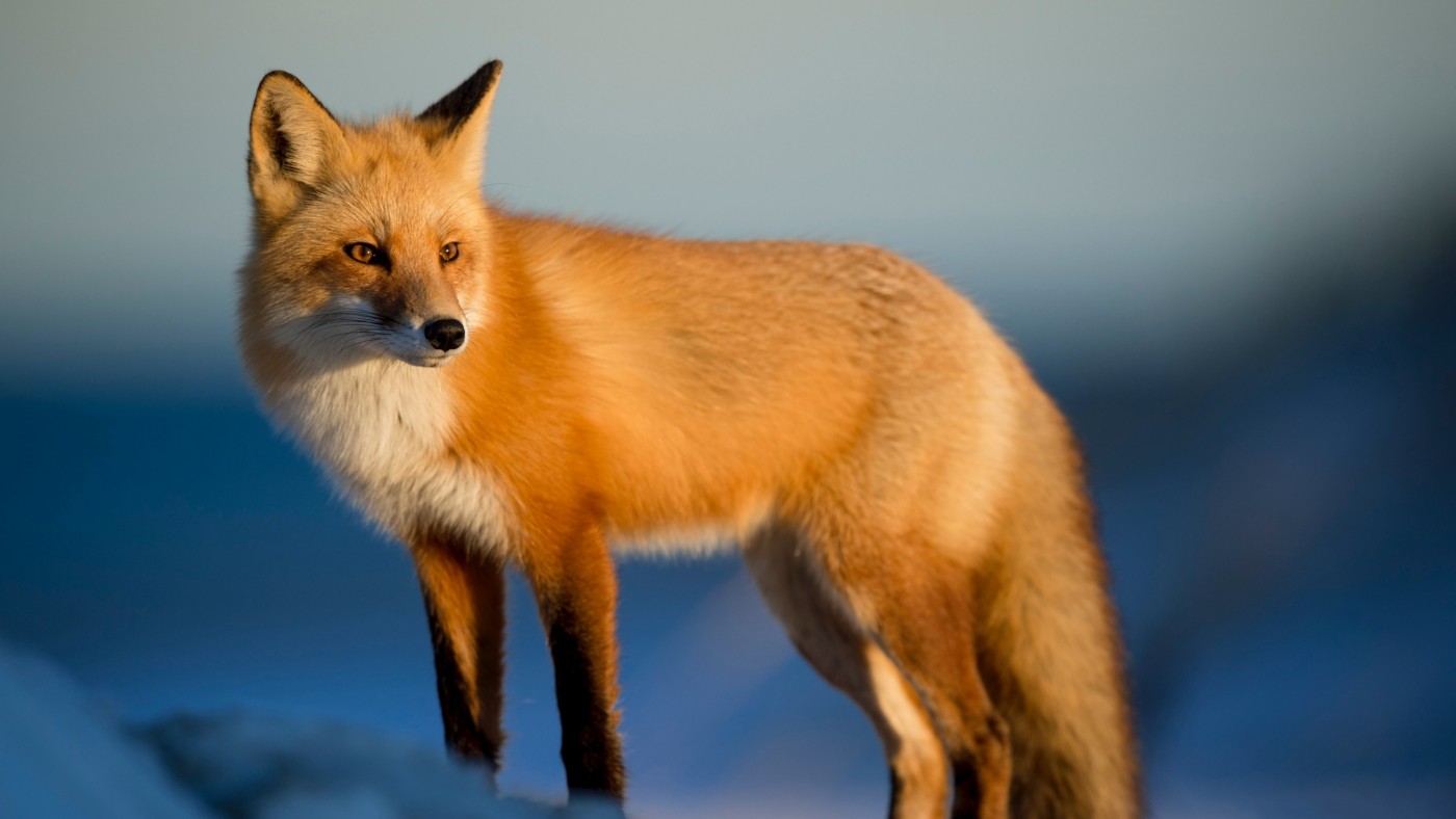 高清晰红狐狸动物壁纸