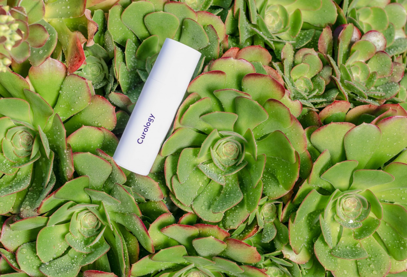 绿色莲花掌多肉植物图片