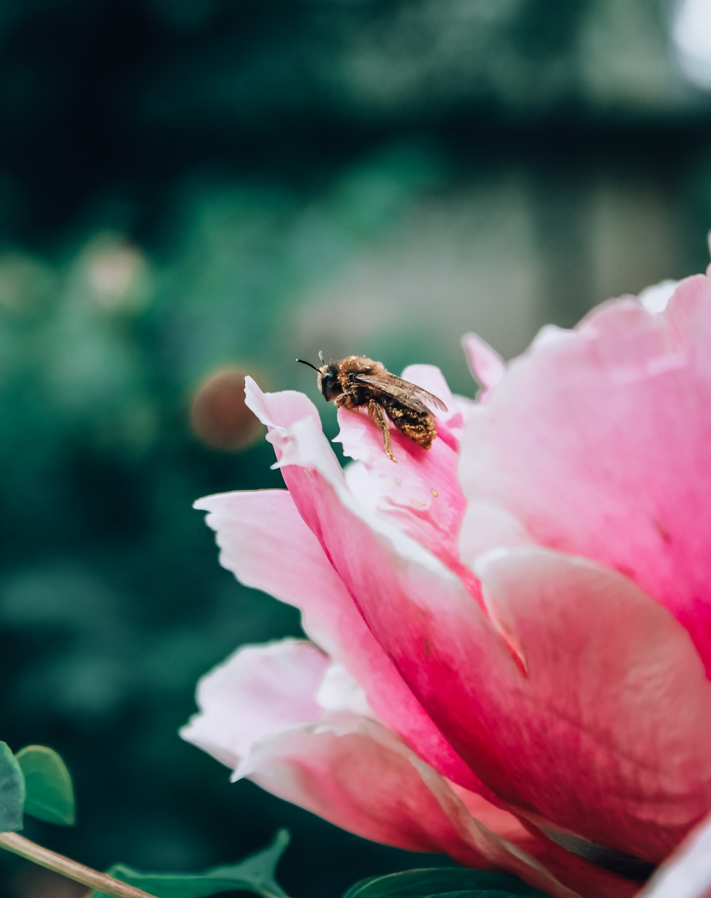 【高清图】牡丹与蜜蜂-中关村在线摄影论坛