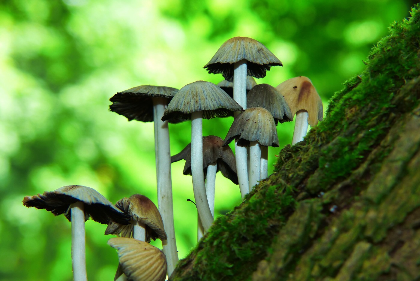 蘑菇蘑菇秋季摄影 免费图片 - Public Domain Pictures