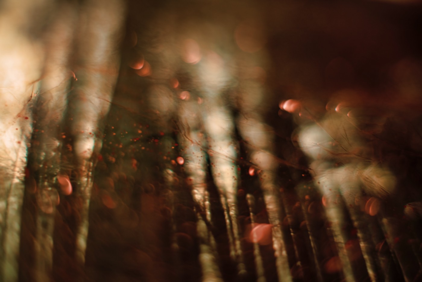 抽象模糊的树林背景图图片