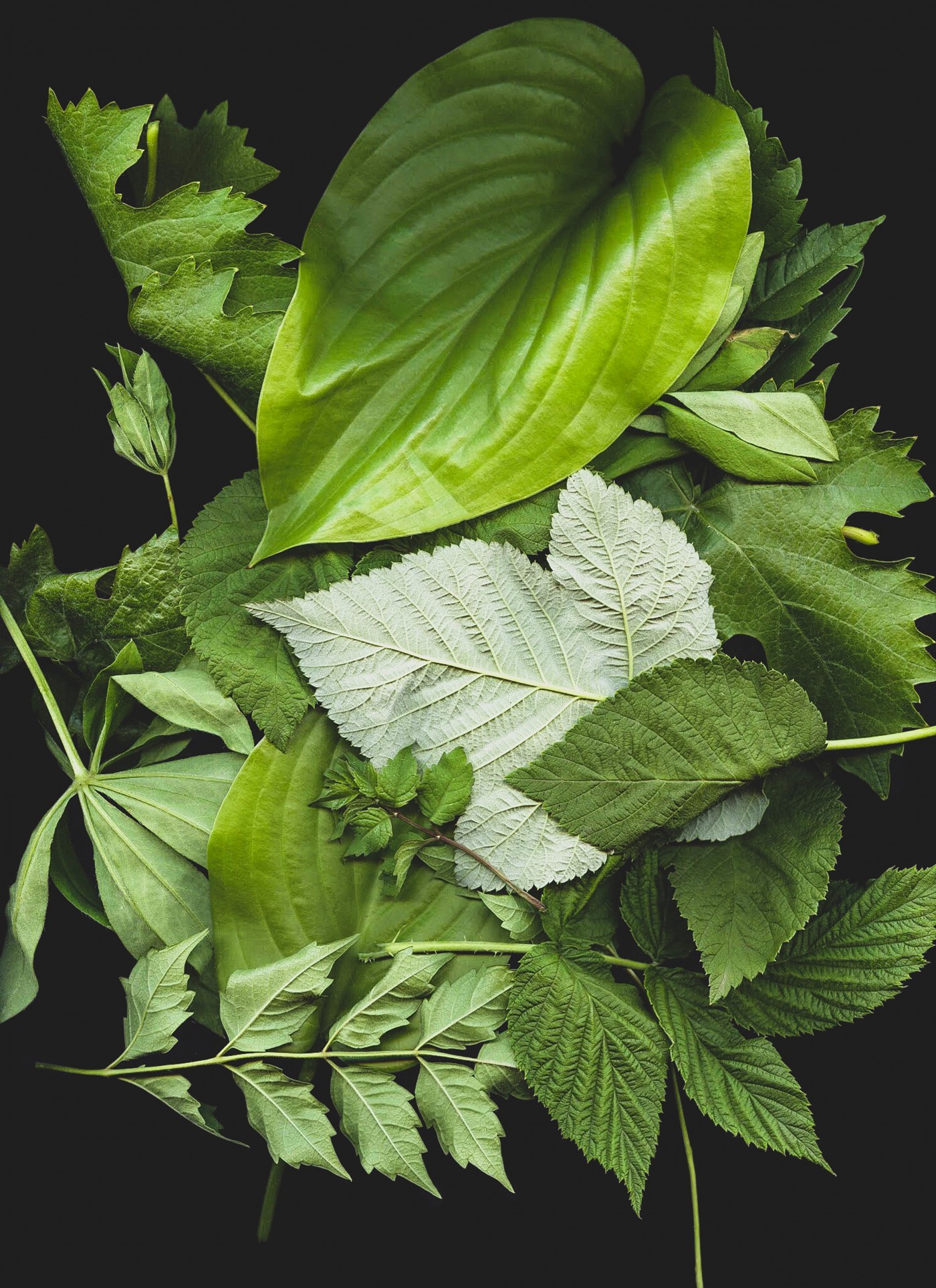 绿色山莓绿叶图片