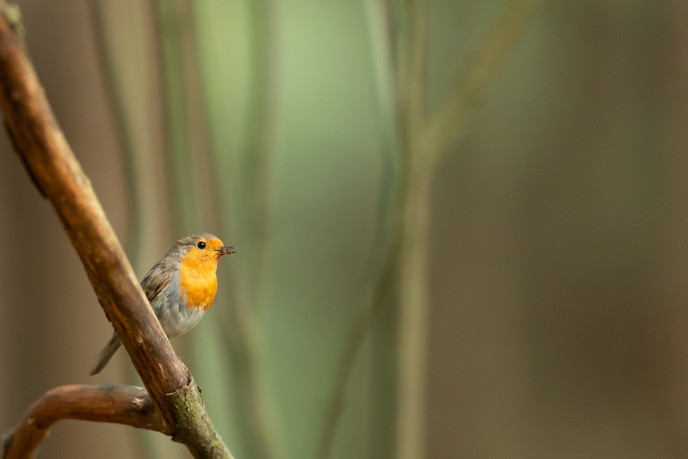树干上的知更鸟图片