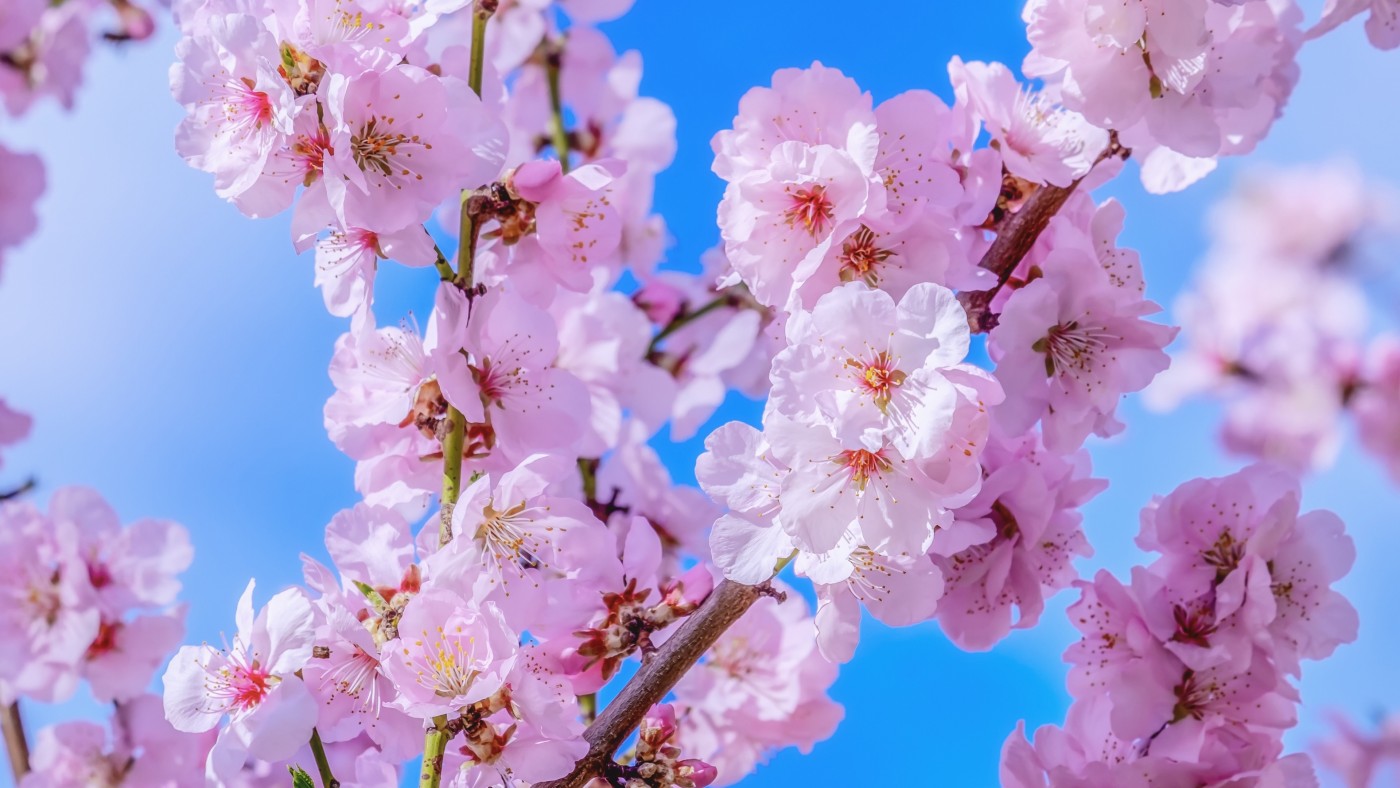 美丽的紫色榆叶梅图片