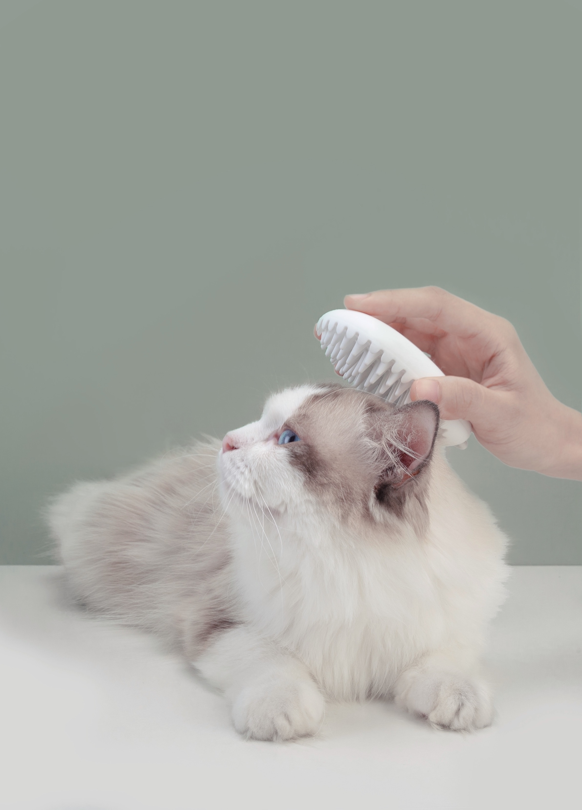 Tailtalk梳理宠物毛发的梳子图片