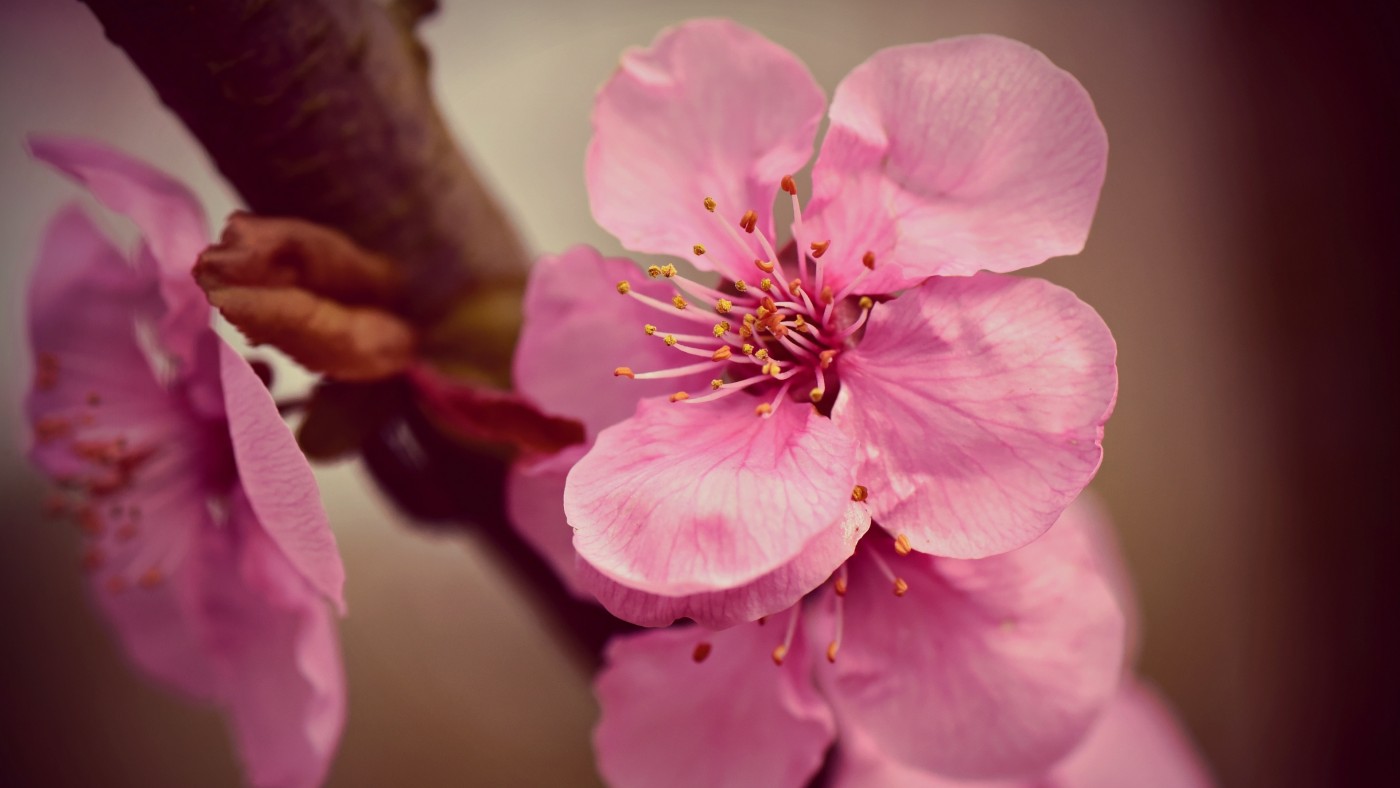 鲜红的桃花花蕾图片