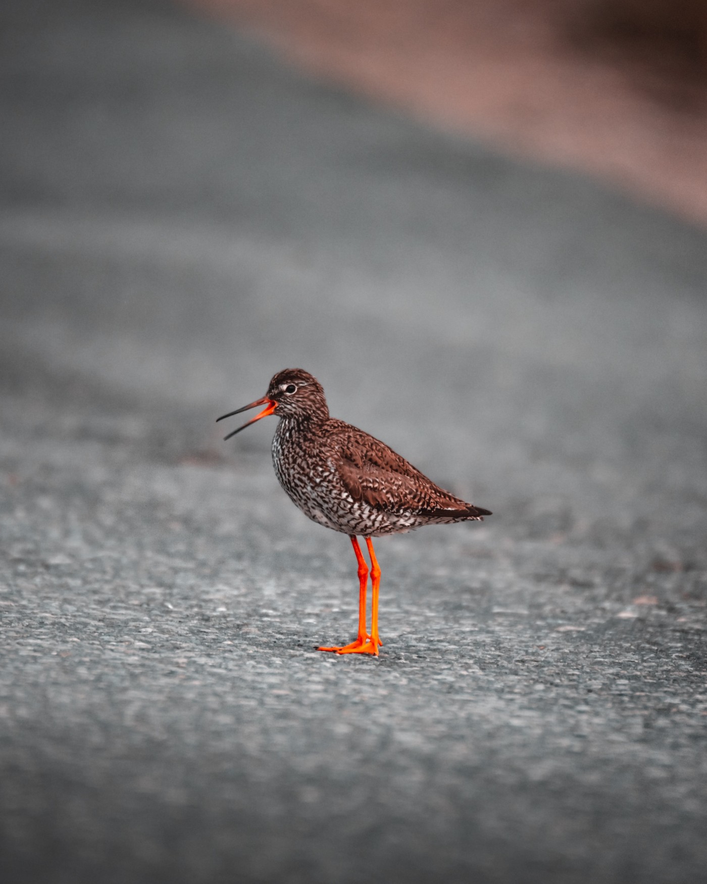 黑色沙滩上的红脚鹬图片