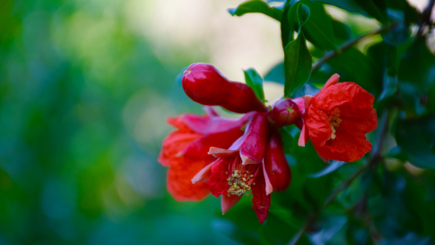 鲜艳的石榴花图片
