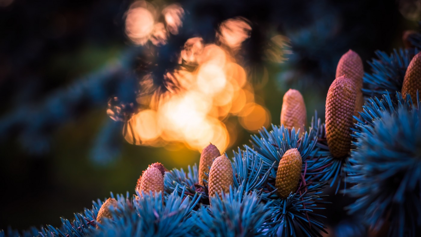 唯美的松果图片