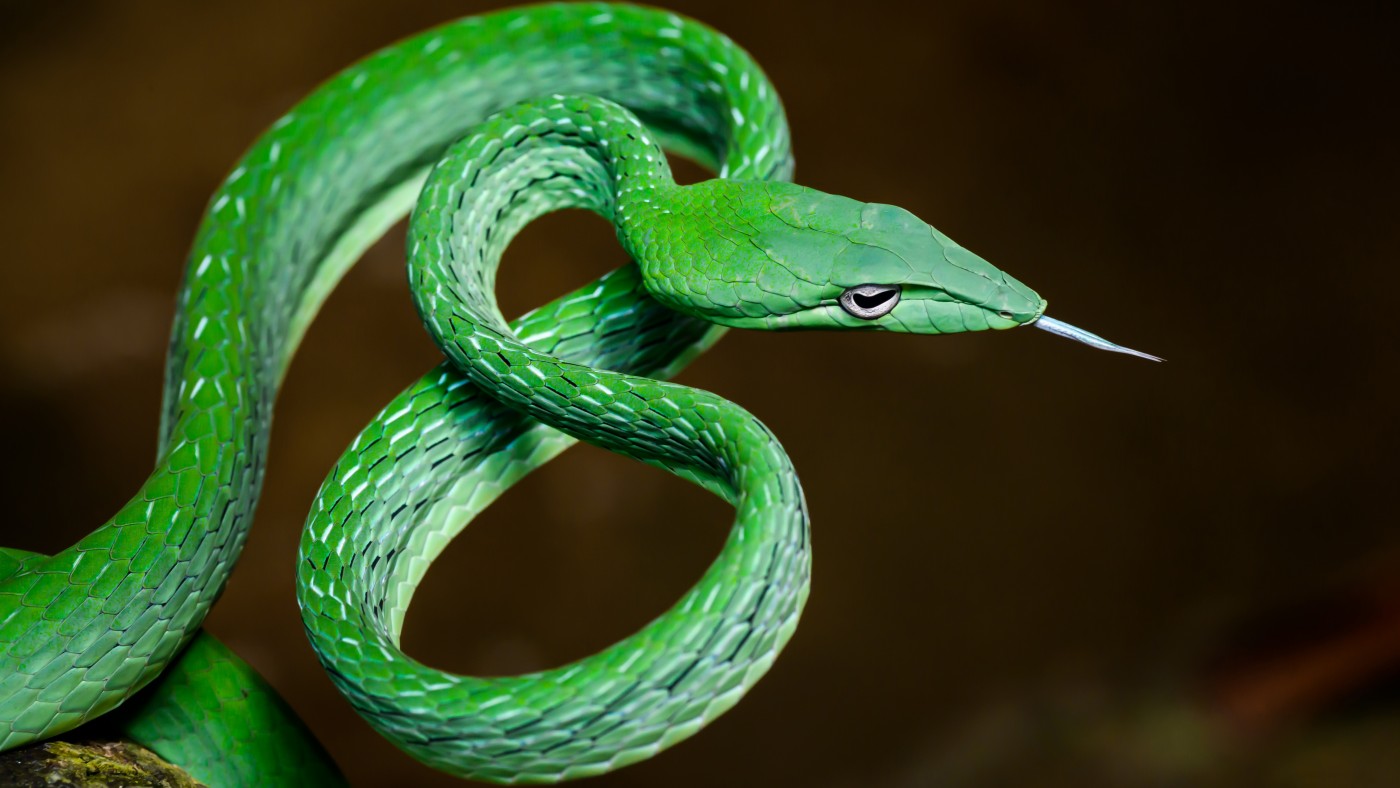 毒蛇绿色毒蛇图片素材-编号37567730-图行天下