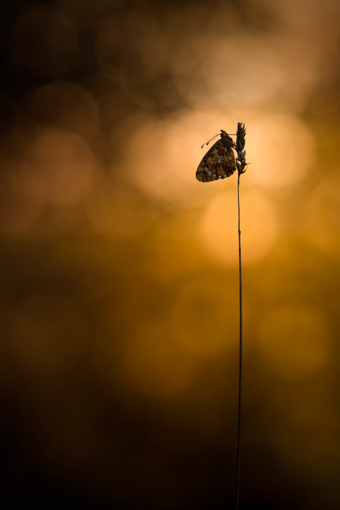 DELICATE一系列蝴蝶图像图片