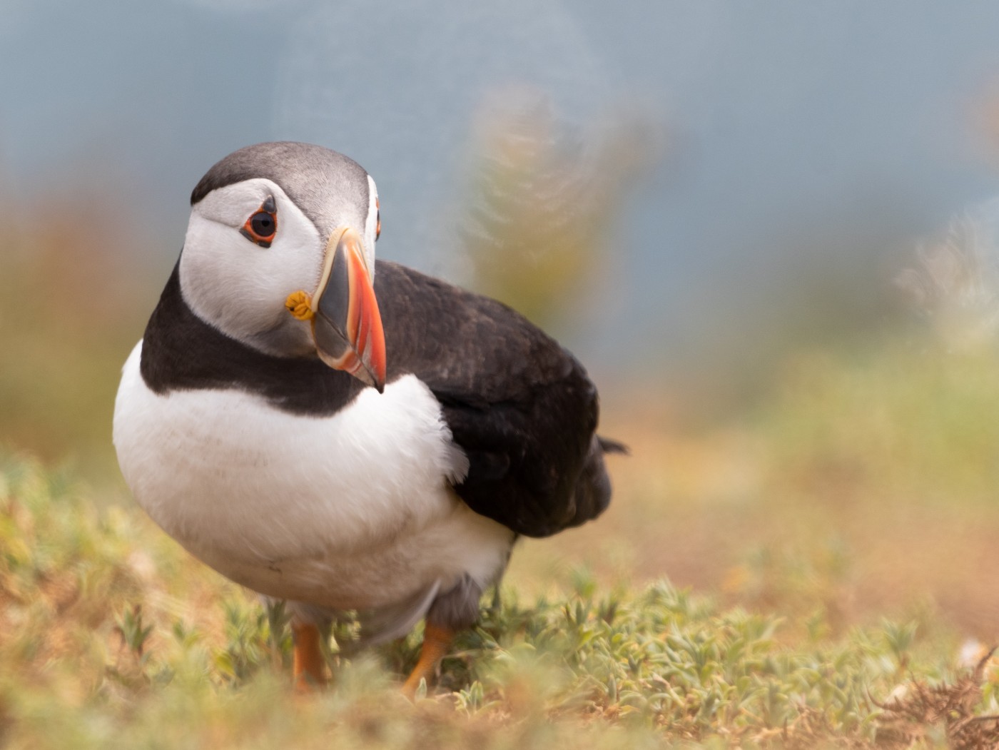 草丛边的海鹦鸟图片