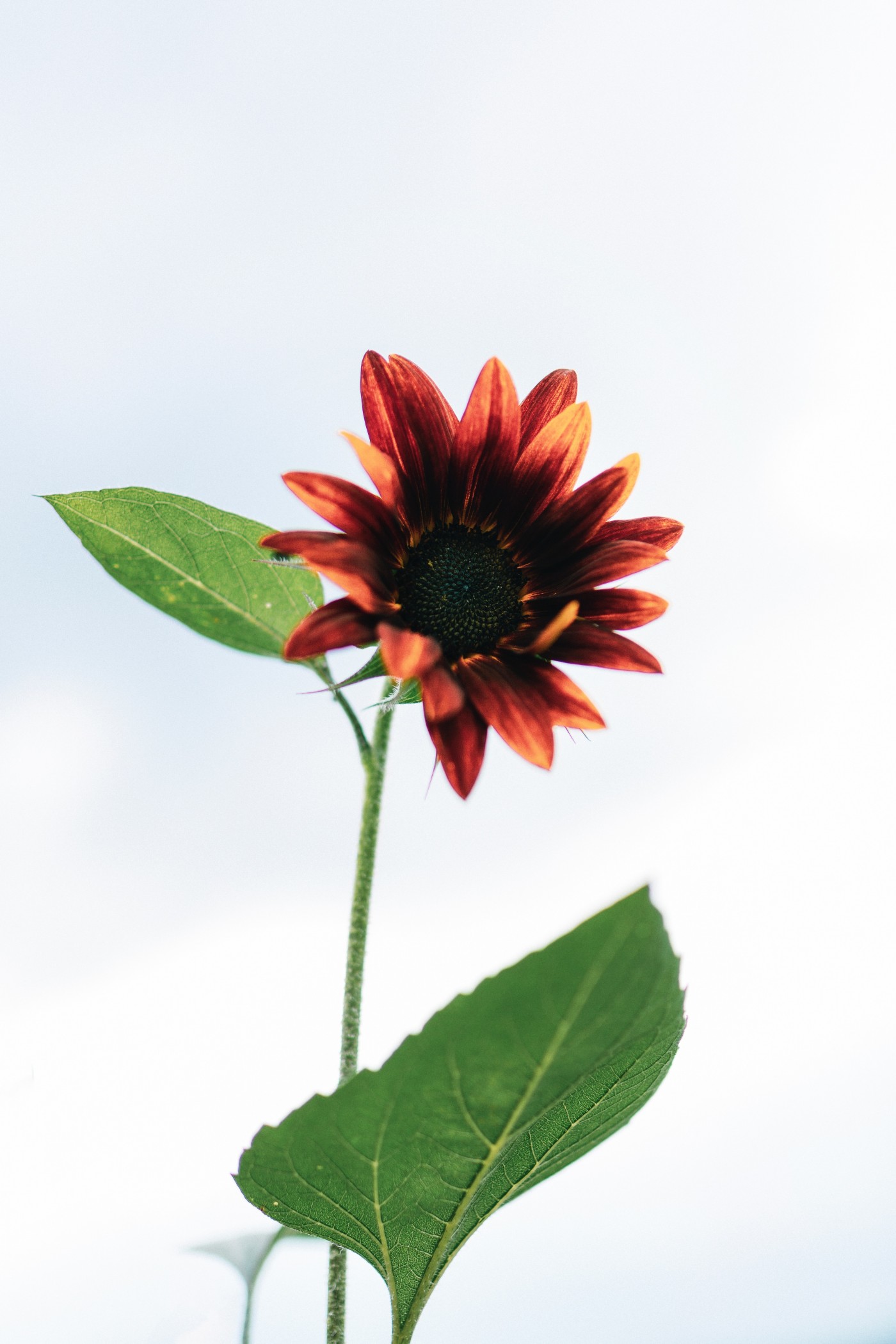 但追向日葵花瓣图片