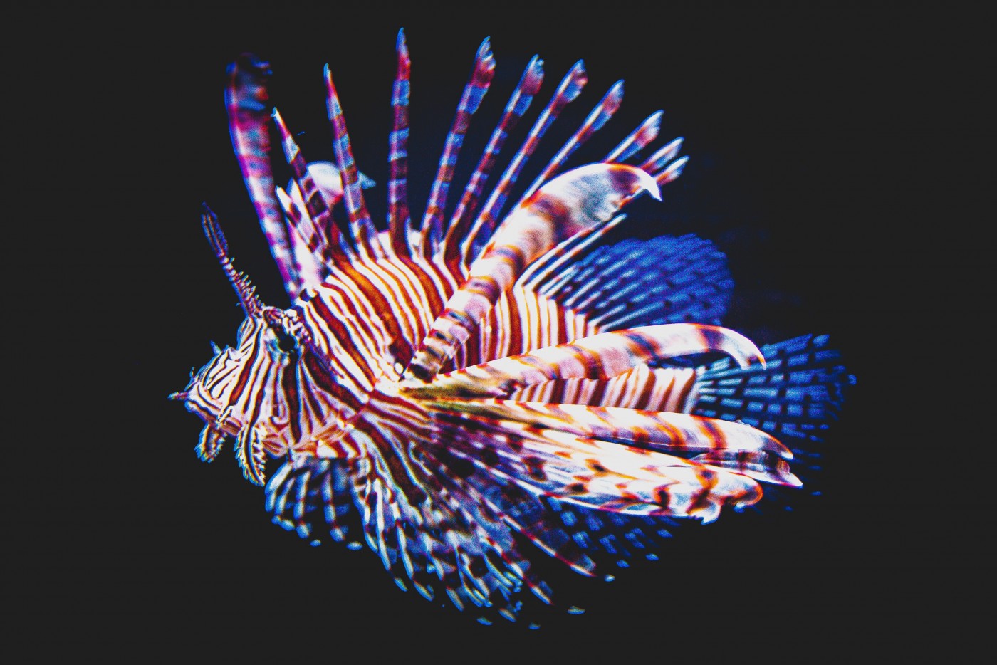色彩斑斓的刺鼻绿鳍鱼 库存照片. 图片 包括有 摄影, 海鲜, 栖息处, 食物, 特写镜头, 水生, 背包 - 233019730
