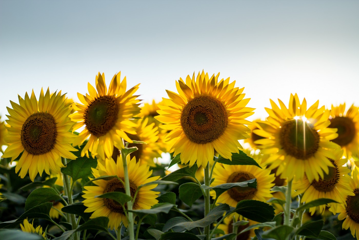 唯美绽放的太阳花植物精选图片桌面壁纸 - tt98图片网
