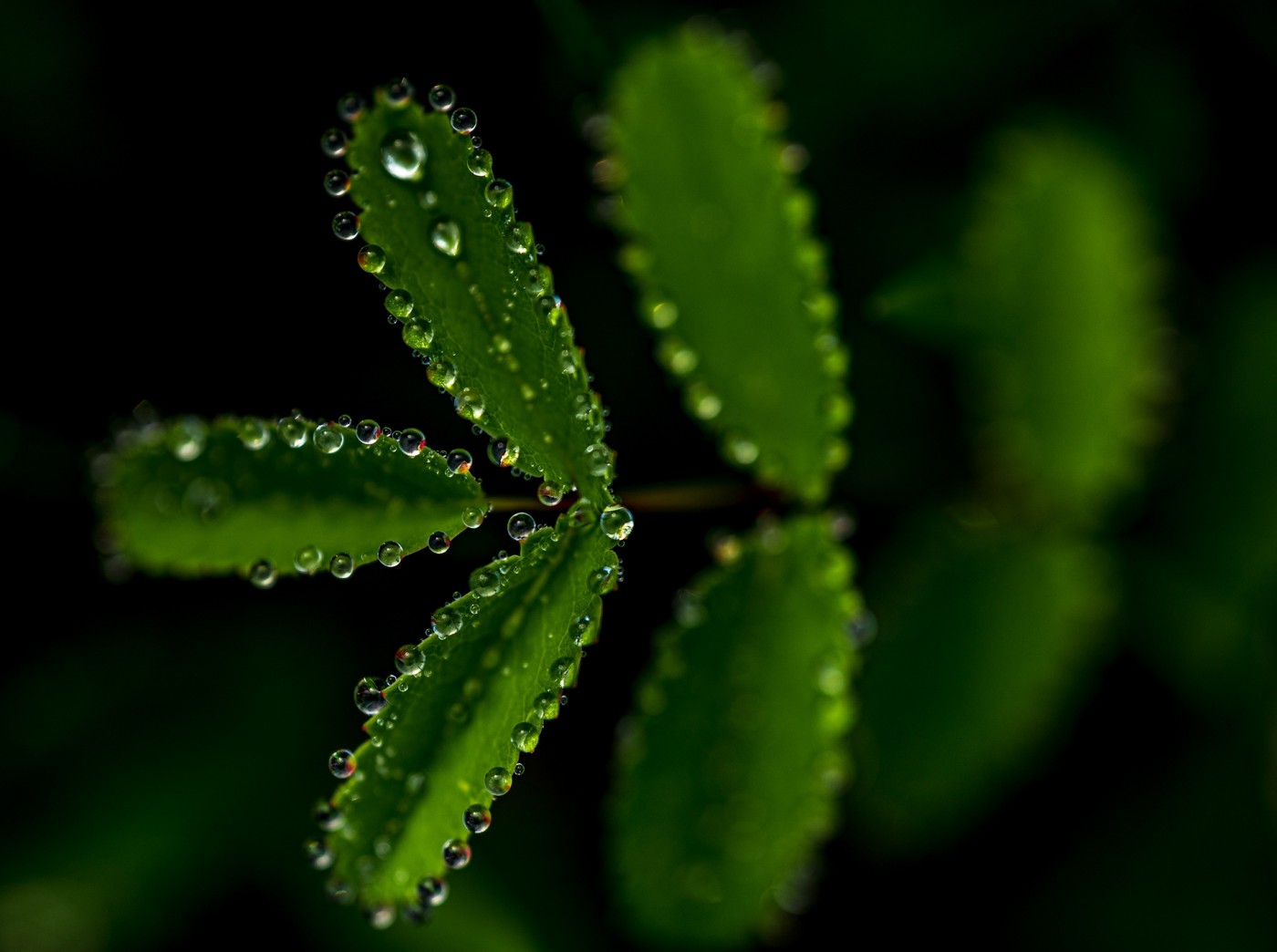戴水滴的地榆绿叶图片