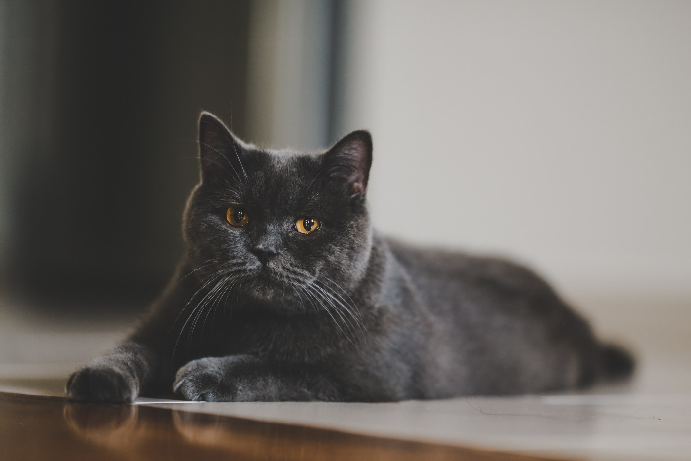 可爱的黑色英国短尾猫图片