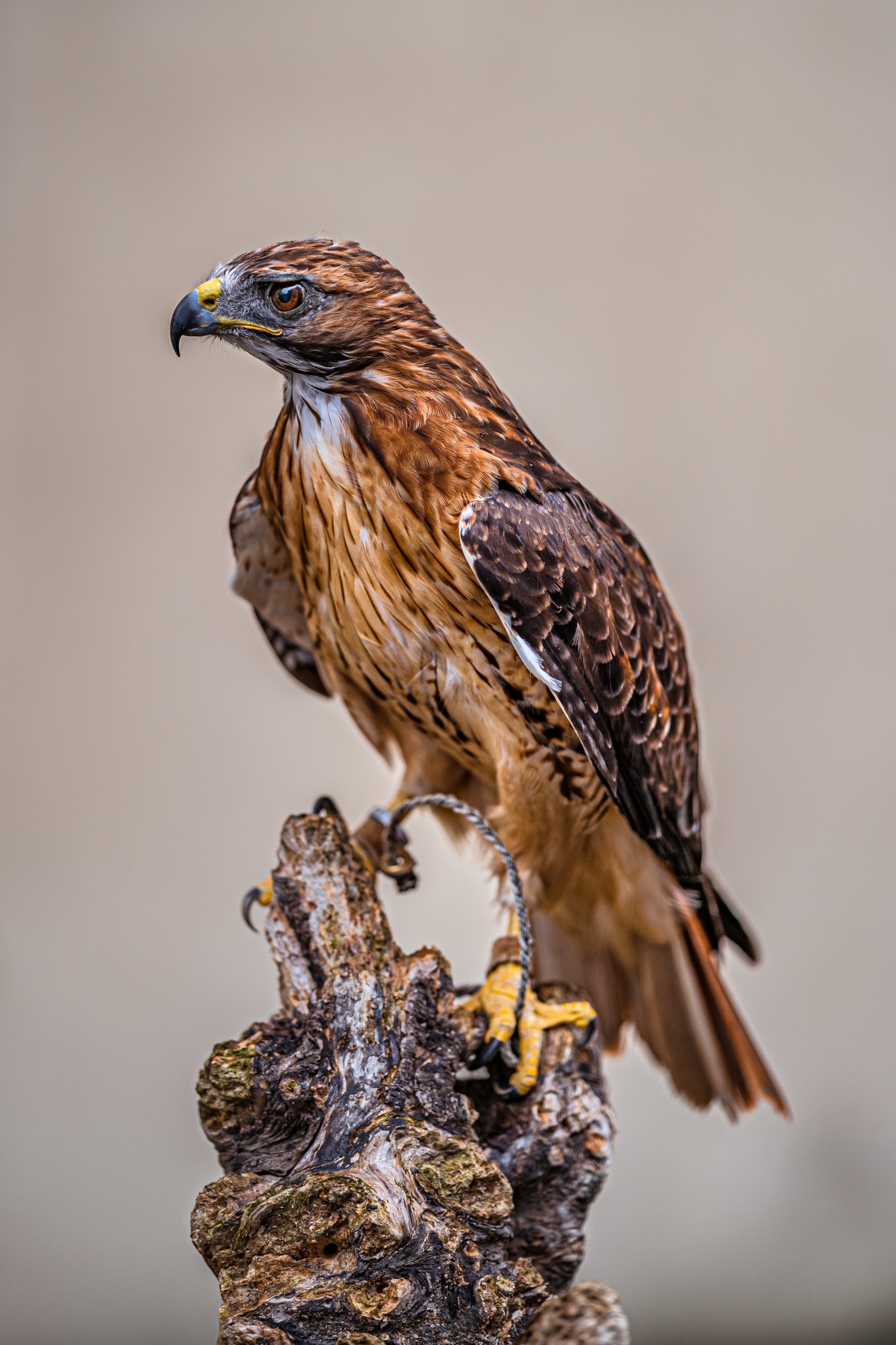 凶猛的苍鹰图片