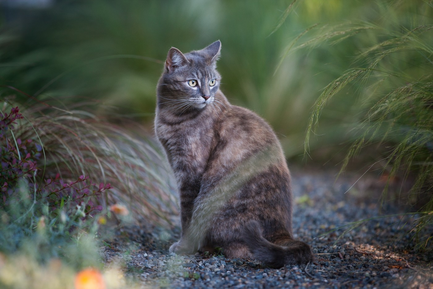 郊外的灰色美国短尾猫