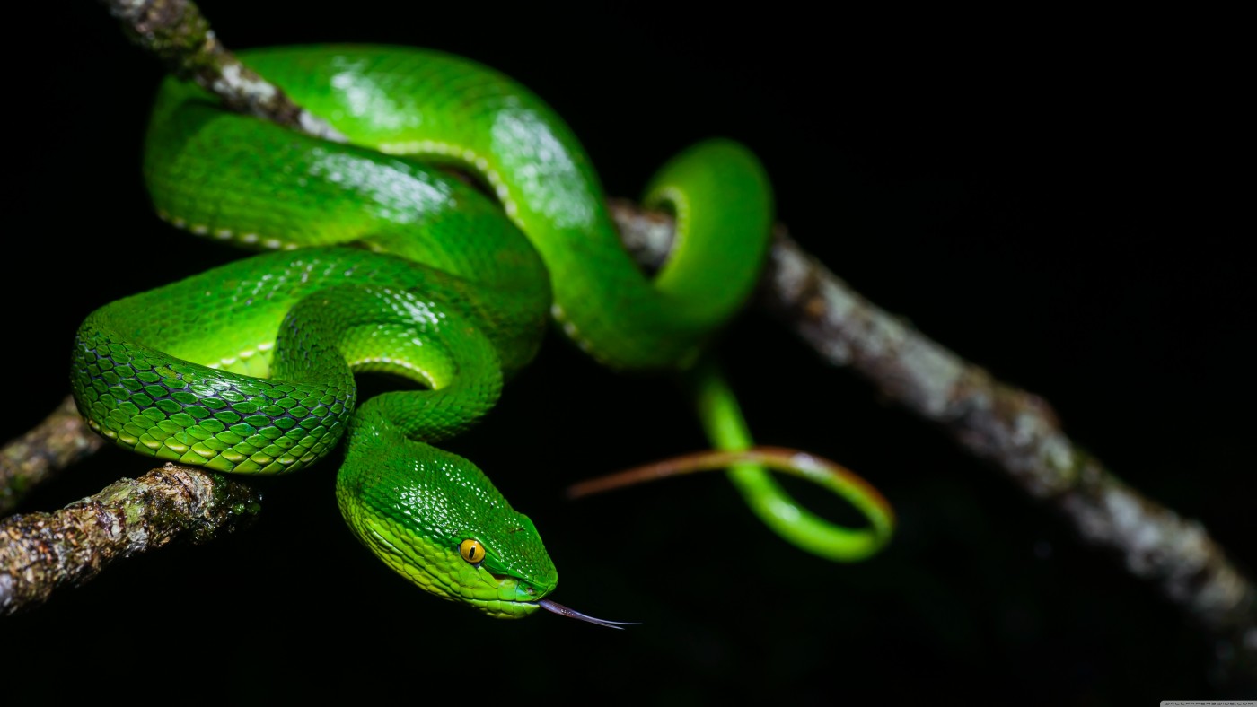 高清晰绿叶上的绿色蛇