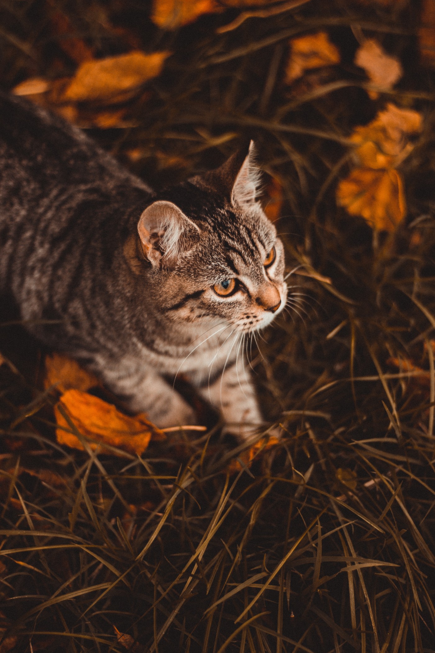 威猛的豹猫图片