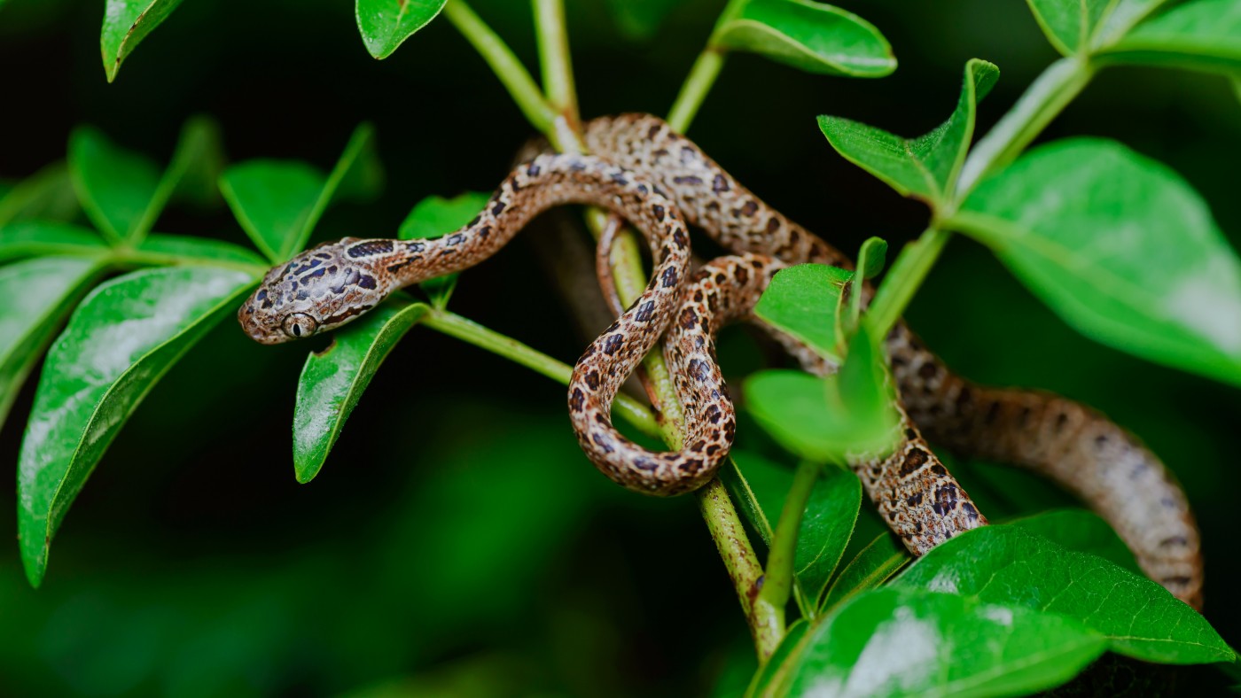 绿叶上的双头蛇图片