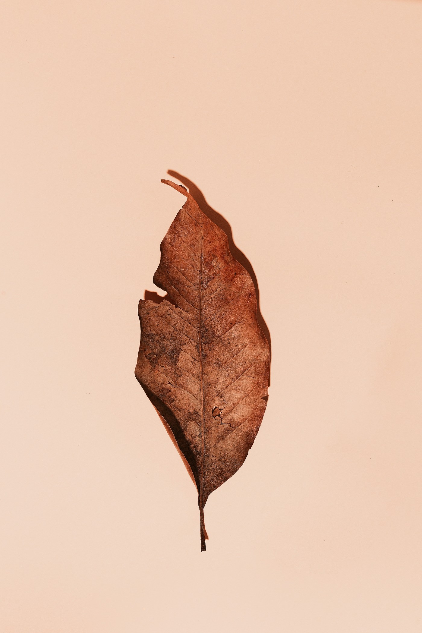 干枯的白兰叶图片