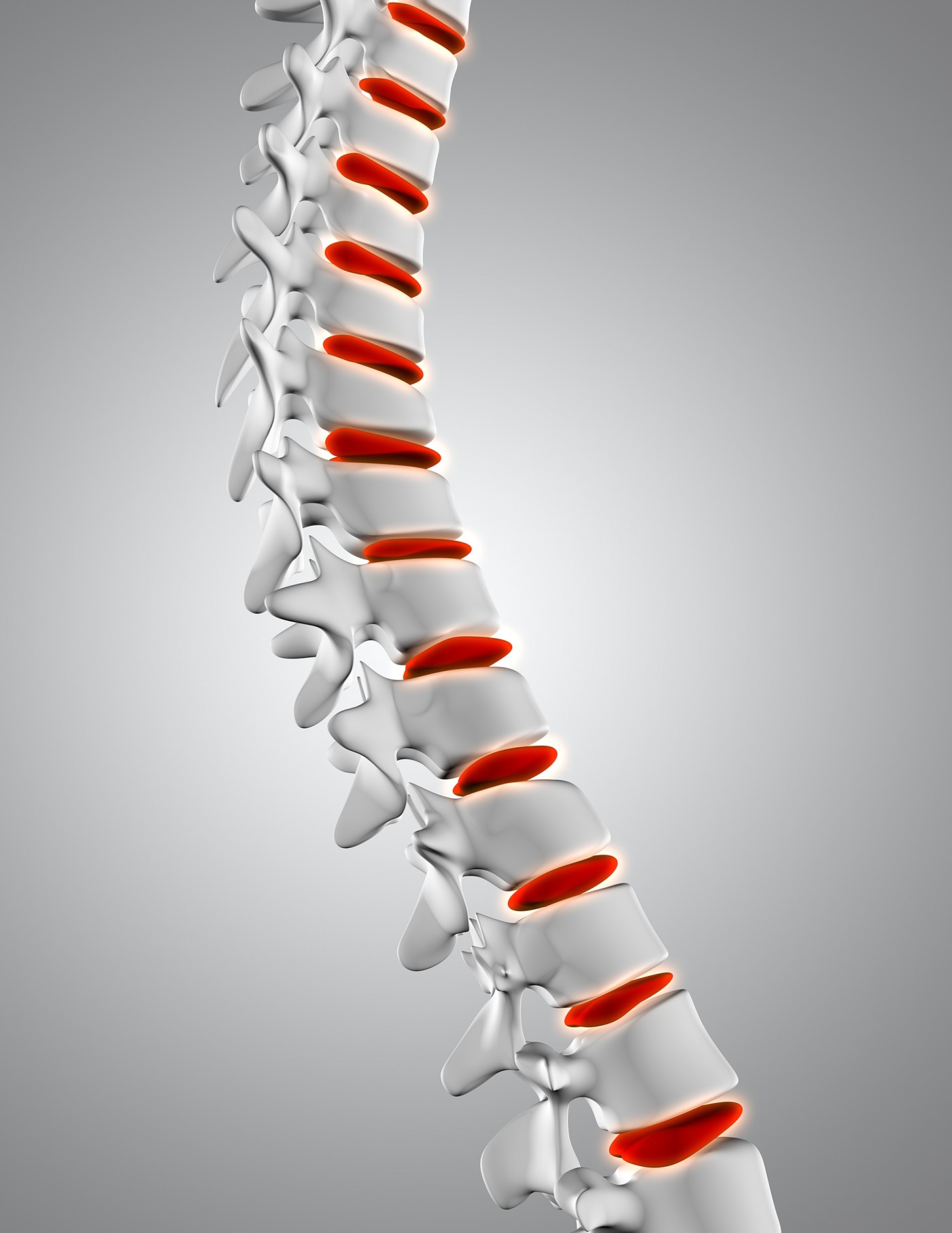 人体脊椎3D图