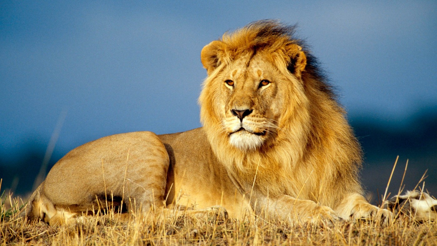 血腥的狮穴——皇家猎狮图与人类第一个帝国 - 知乎