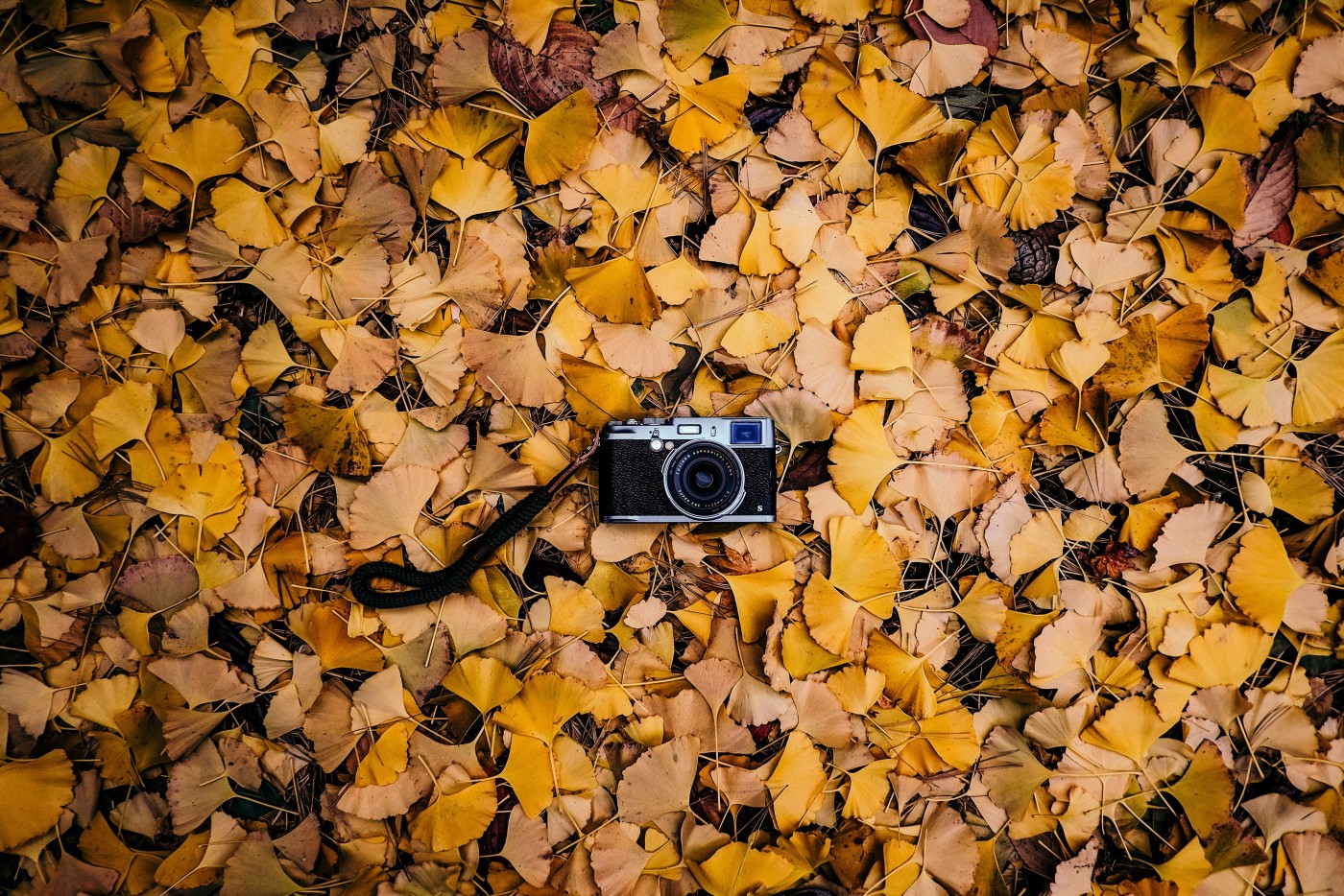 秋季银杏叶中的照相机图片