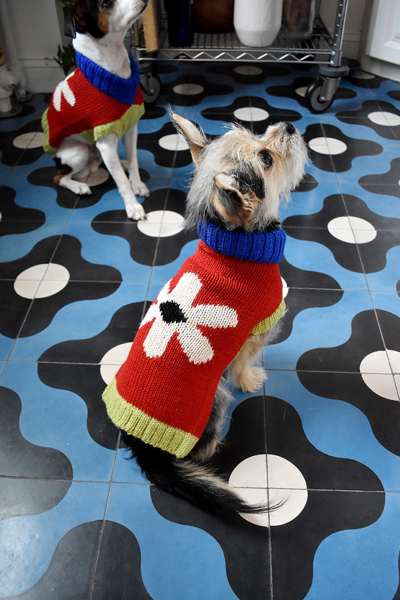 意味着您可以与您小狗成双成对的Dusen Dusen狗毛衣---酷图编号4