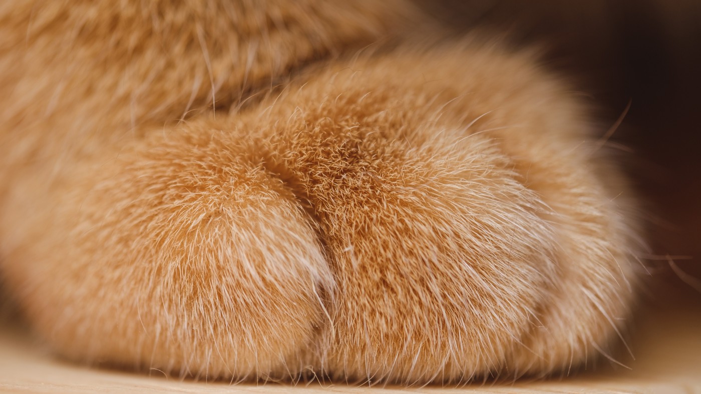 手绘可爱猫咪猫爪比心简笔画元素图片-图行天下素材网
