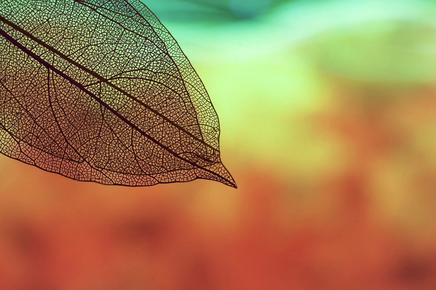 透明纹路的树叶图片