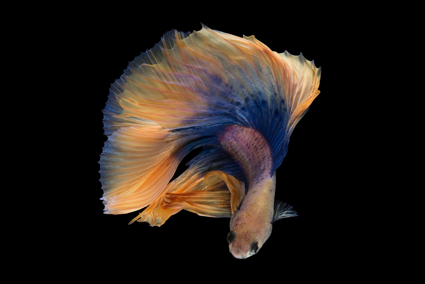 美丽的孔雀鱼-欧莱凯设计网