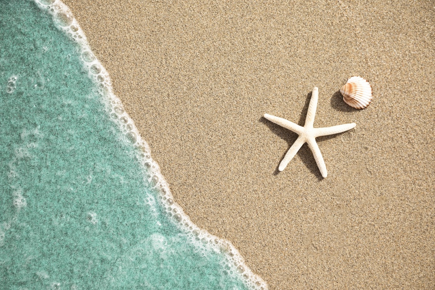 蓝海沙滩中的海星贝壳图片