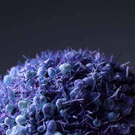 Cancer cells癌症细胞微距摄影